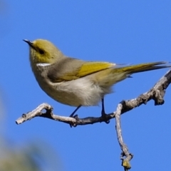 Ptilotula penicillata at Holt, ACT - 21 Aug 2022