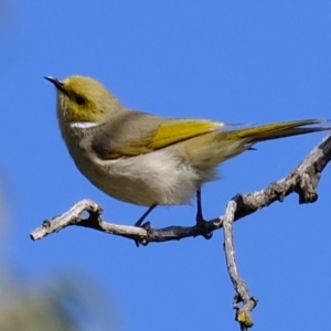 Ptilotula penicillata at Holt, ACT - 21 Aug 2022