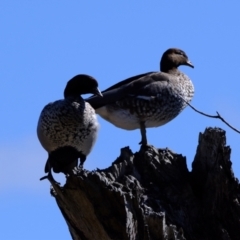 Chenonetta jubata (Australian Wood Duck) at Coree, ACT - 21 Aug 2022 by Kurt