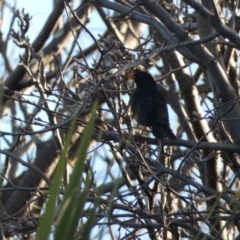 Turdus merula (Eurasian Blackbird) at McKellar, ACT - 2 Aug 2022 by Birdy