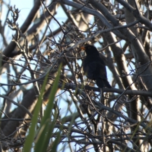 Turdus merula at McKellar, ACT - suppressed