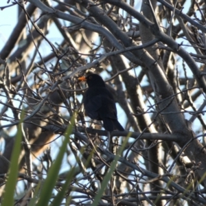 Turdus merula at McKellar, ACT - suppressed