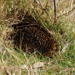 Tachyglossus aculeatus at Holt, ACT - 21 Aug 2022