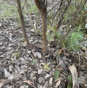 Acacia dealbata at Aranda, ACT - 21 Aug 2022