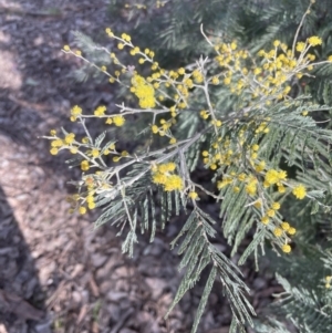 Acacia dealbata at Aranda, ACT - 21 Aug 2022