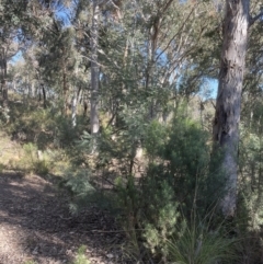 Acacia dealbata at Aranda, ACT - 21 Aug 2022