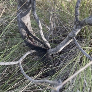 Acacia decurrens at Aranda, ACT - 21 Aug 2022 03:13 PM