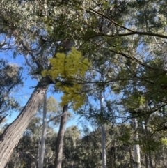 Acacia decurrens at Aranda, ACT - 21 Aug 2022 03:13 PM