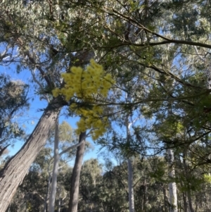 Acacia decurrens at Aranda, ACT - 21 Aug 2022 03:13 PM