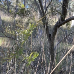 Acacia decurrens at Aranda, ACT - 21 Aug 2022 03:13 PM