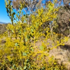 Acacia buxifolia subsp. buxifolia (Box-leaf Wattle) at Jerrabomberra, ACT - 21 Aug 2022 by Mike