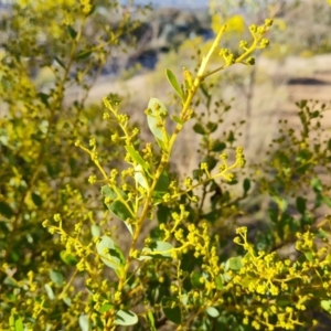 Acacia buxifolia subsp. buxifolia at Jerrabomberra, ACT - 21 Aug 2022