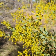 Acacia buxifolia subsp. buxifolia at Jerrabomberra, ACT - 21 Aug 2022 03:46 PM