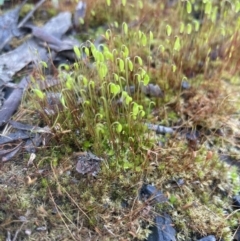 Funaria hygrometrica (Moss) at Aranda Bushland - 21 Aug 2022 by lbradley
