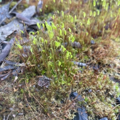 Funaria hygrometrica (Moss) at Aranda, ACT - 21 Aug 2022 by lbradley