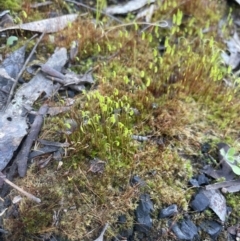 Funaria hygrometrica at Aranda, ACT - 21 Aug 2022