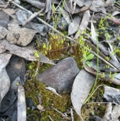 Funaria hygrometrica at Aranda, ACT - 21 Aug 2022