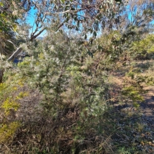 Hakea decurrens at Red Hill, ACT - 21 Aug 2022 03:58 PM