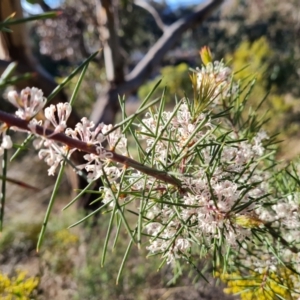 Hakea decurrens at Red Hill, ACT - 21 Aug 2022 03:58 PM