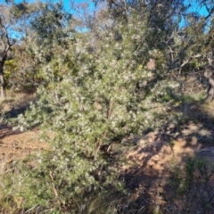 Hakea decurrens at Red Hill, ACT - 21 Aug 2022 03:58 PM