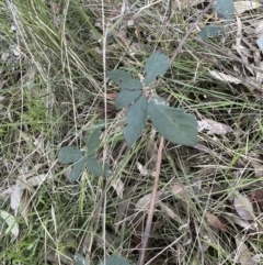 Rubus anglocandicans (Blackberry) at Aranda Bushland - 21 Aug 2022 by lbradley