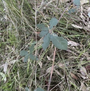 Rubus anglocandicans at Aranda, ACT - 21 Aug 2022 04:46 PM