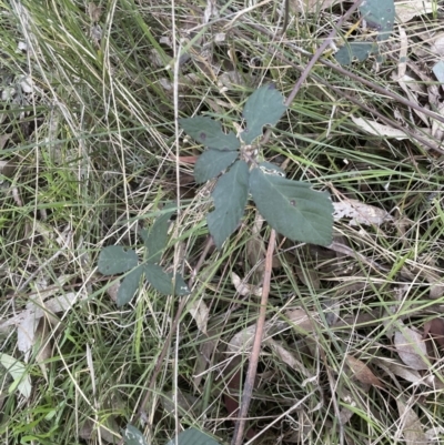 Rubus anglocandicans (Blackberry) at Molonglo Valley, ACT - 21 Aug 2022 by lbradley