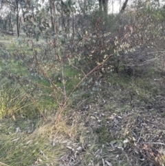 Indigofera australis subsp. australis (Australian Indigo) at Molonglo Valley, ACT - 21 Aug 2022 by lbradley