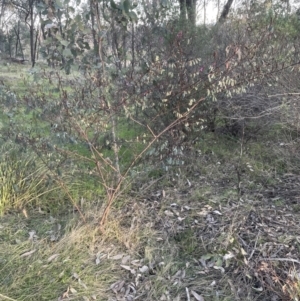 Indigofera australis subsp. australis at Aranda, ACT - 21 Aug 2022