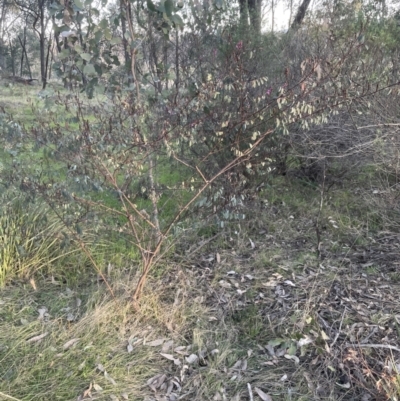 Indigofera australis subsp. australis (Australian Indigo) at Molonglo Valley, ACT - 21 Aug 2022 by lbradley