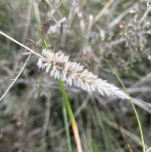 Phalaris aquatica at Cook, ACT - 21 Aug 2022 05:20 PM