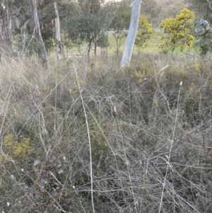 Phalaris aquatica at Cook, ACT - 21 Aug 2022