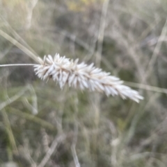 Phalaris aquatica at Cook, ACT - 21 Aug 2022 05:20 PM