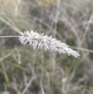 Phalaris aquatica at Cook, ACT - 21 Aug 2022