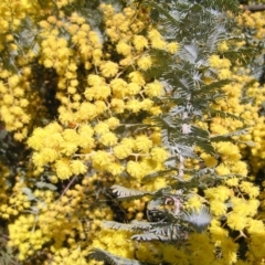 Acacia baileyana (Cootamundra Wattle, Golden Mimosa) at Campbell Park Woodland - 21 Aug 2022 by MatthewFrawley