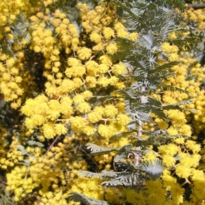 Acacia baileyana at Pialligo, ACT - 21 Aug 2022