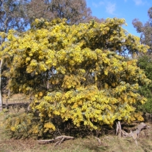 Acacia baileyana at Pialligo, ACT - 21 Aug 2022 10:47 AM