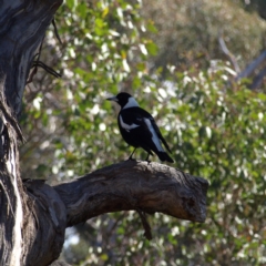 Gymnorhina tibicen (Australian Magpie) at Campbell Park Woodland - 21 Aug 2022 by MatthewFrawley
