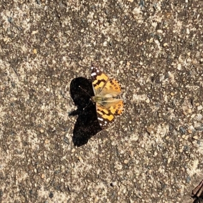 Vanessa kershawi (Australian Painted Lady) at Aranda, ACT - 21 Aug 2022 by KMcCue