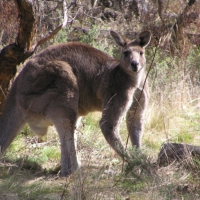 Macropus giganteus (Eastern Grey Kangaroo) at Pialligo, ACT - 21 Aug 2022 by MatthewFrawley