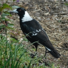 Gymnorhina tibicen (Australian Magpie) at Aranda, ACT - 18 Aug 2022 by KMcCue