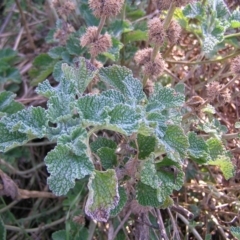 Marrubium vulgare (Horehound) at Pialligo, ACT - 21 Aug 2022 by MatthewFrawley