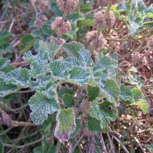 Marrubium vulgare at Pialligo, ACT - 21 Aug 2022