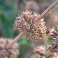 Marrubium vulgare at Pialligo, ACT - 21 Aug 2022