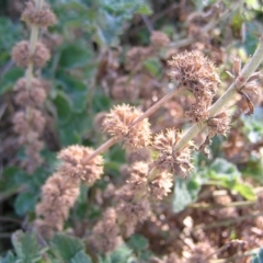 Marrubium vulgare at Pialligo, ACT - 21 Aug 2022