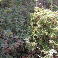 Marrubium vulgare at Pialligo, ACT - 21 Aug 2022