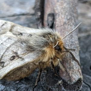 Anthela ocellata at Gungahlin, ACT - 21 Aug 2022