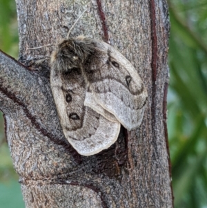 Anthela ocellata at Gungahlin, ACT - 21 Aug 2022