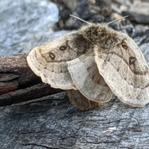 Anthela ocellata at Gungahlin, ACT - 21 Aug 2022