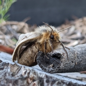 Anthela ocellata at Gungahlin, ACT - 21 Aug 2022